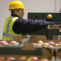 Worker quality checking apples